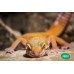 Gecko Leopardo (Hembras/Adultas)